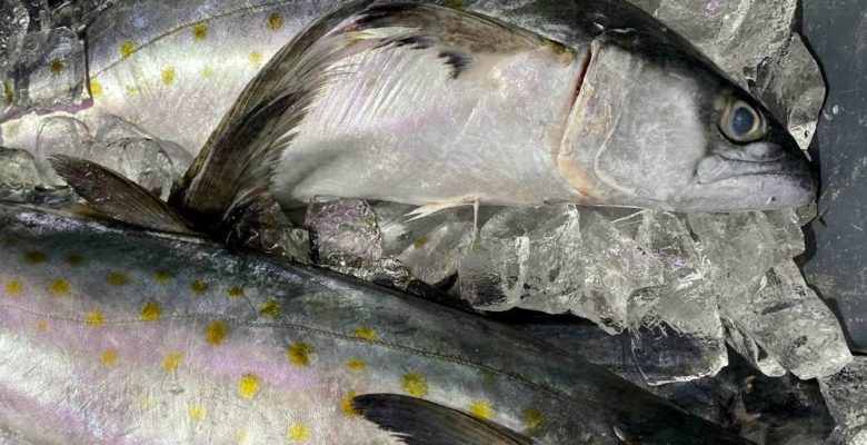Tuna fish laying on ice
