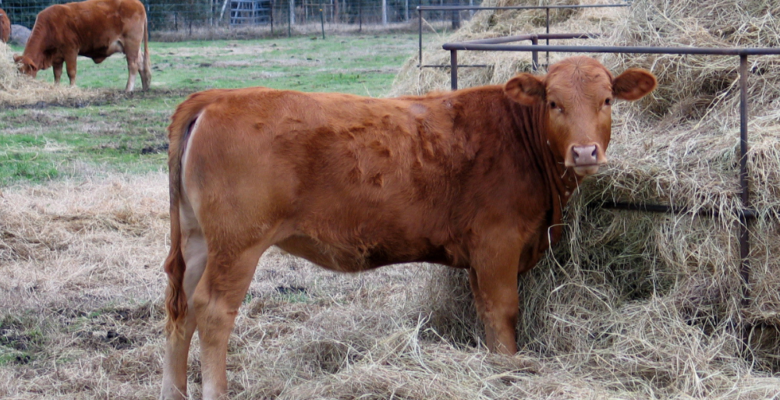 Brown cow eating from a hay bail