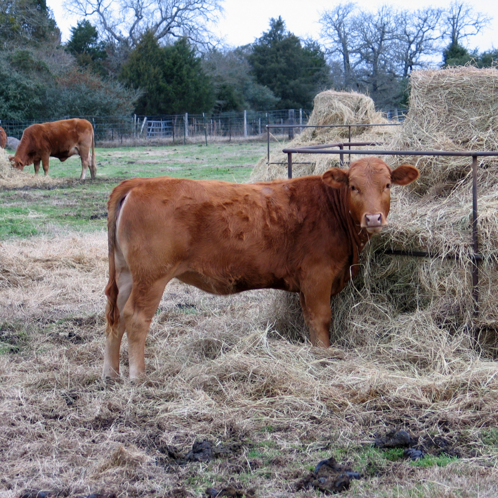 Brown cow eating from a hay bail