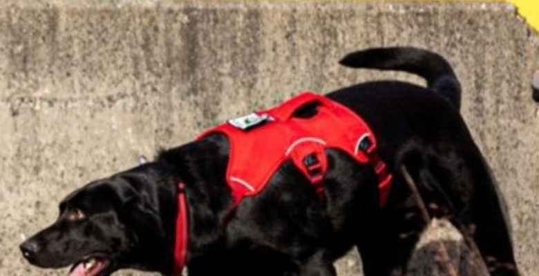 Black dog sniffs for contraband among shipping containers in Washington