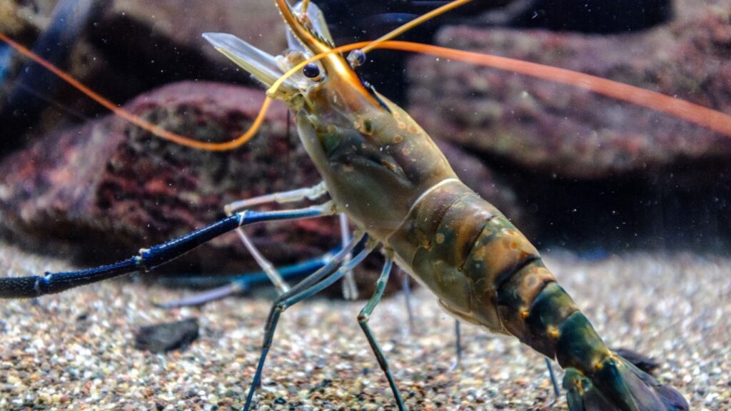 A live shrimp underwater