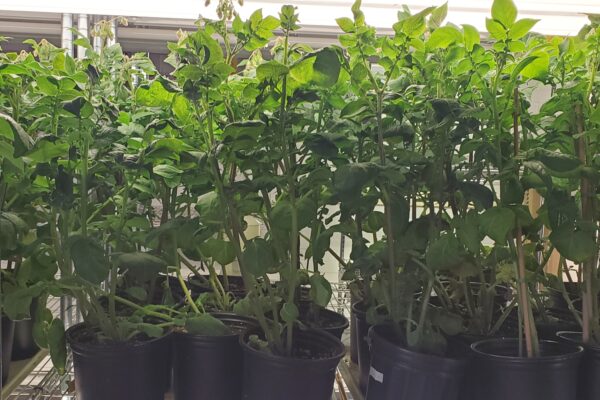 Research plants at AgriLife Weslaco