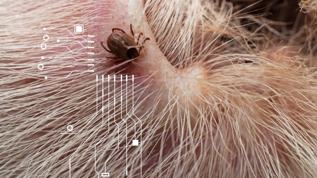 tick in pig hair close up