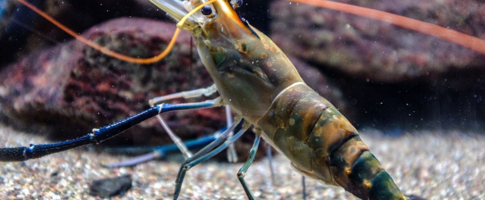 A live shrimp underwater