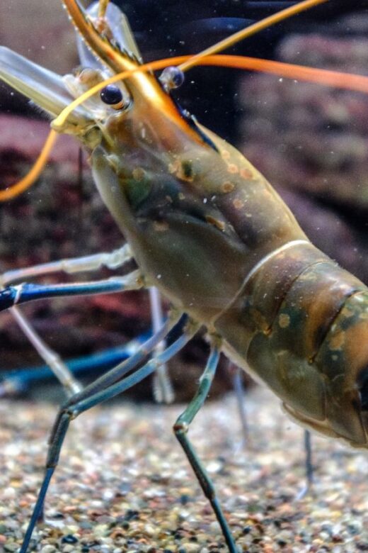 A live shrimp underwater